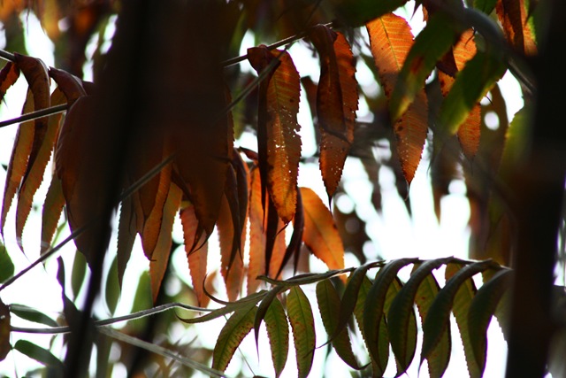 [IMG_20031.jpg]