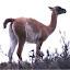 La “constelación” luan (Guanaco) está formada por las siguientes estrellas del Centauro: épsilon (la cabeza), épsilon-dseta (cuello), dseta-mi (el dorso), mi-ni (cola) dseta-eta (extremidad anterior), eta-zeta (extremidad superior).