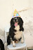 Kelf (adorando a festa)