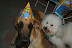 Foto do aniversariante com o Scooby