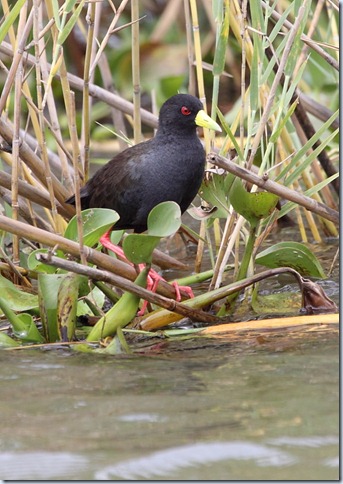 black crake