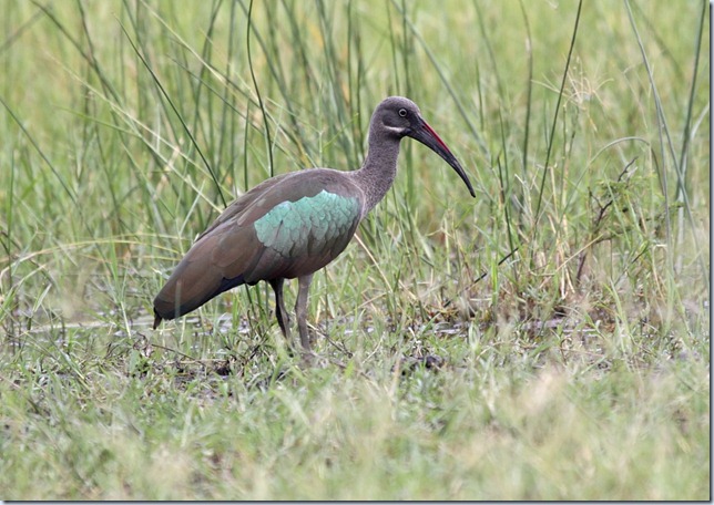 hadada ibis