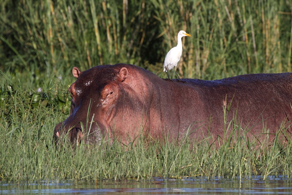 [hippo with egret[2].jpg]