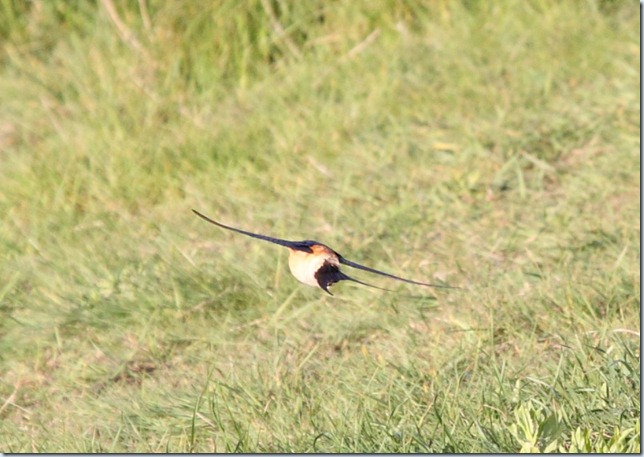 redrumpedswallow5 redrumpedswallow5