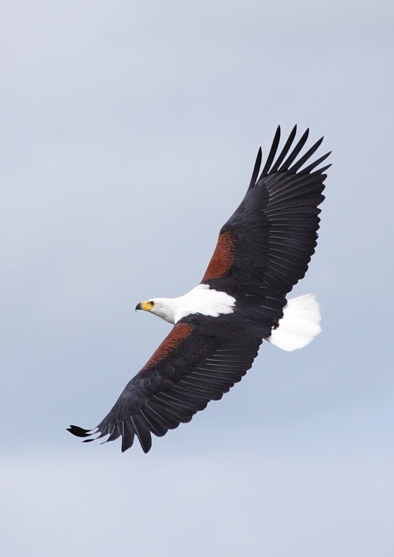 [african fish eagle[2].jpg]