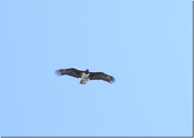 martial eagle