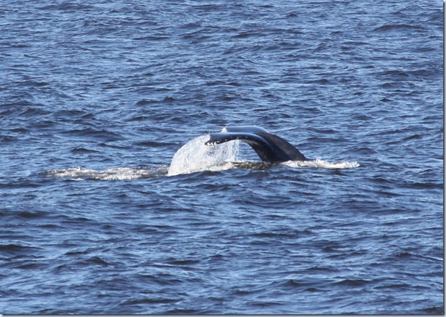 gray_whale1