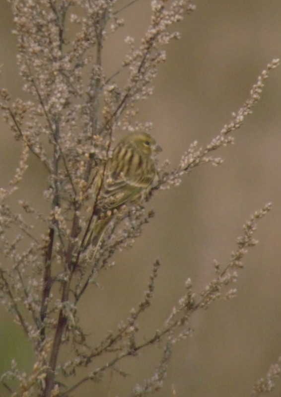 [serin1[2].jpg]