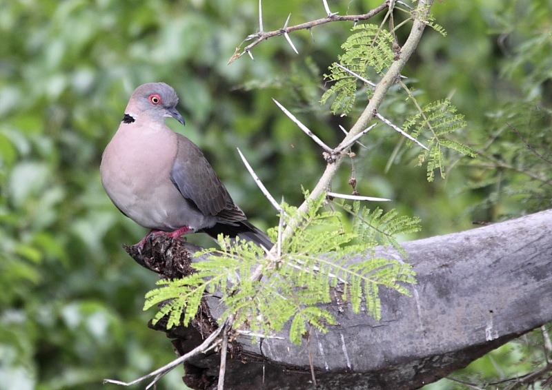 [african mourning dove[2].jpg]