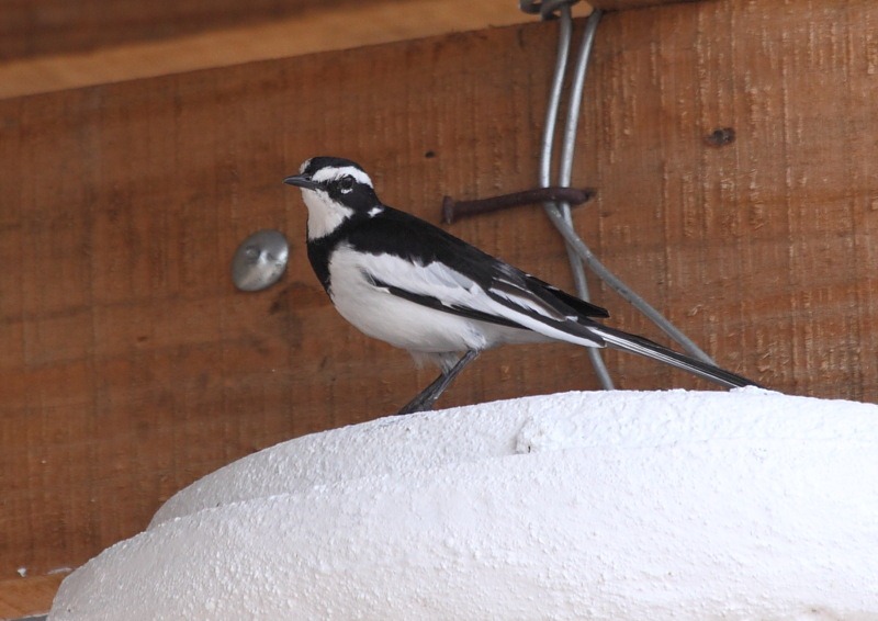 [african pied wag[2].jpg]