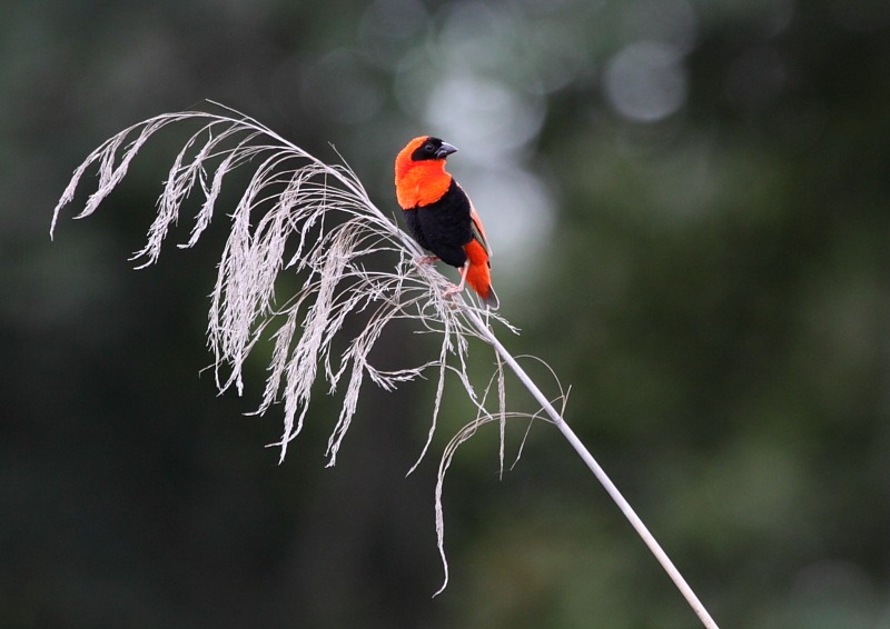 [red bishop[2].jpg]