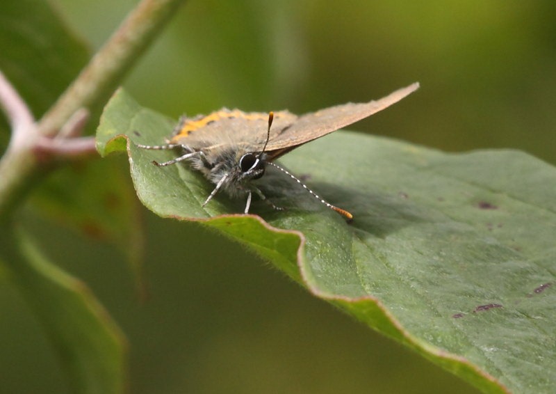 [black_hairstreak32.jpg]