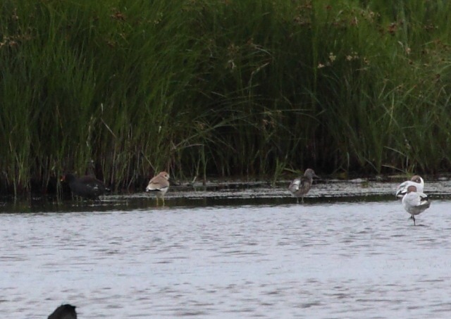 [white-tailed plover[2].jpg]