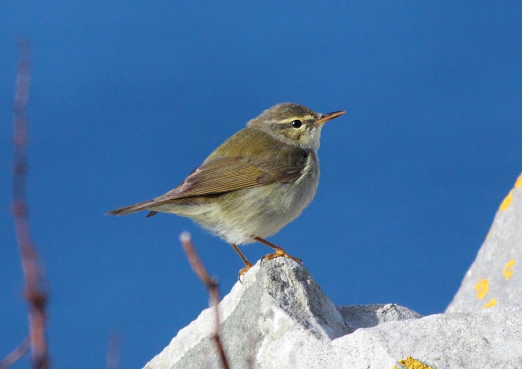 [arctic_warbler[2].jpg]