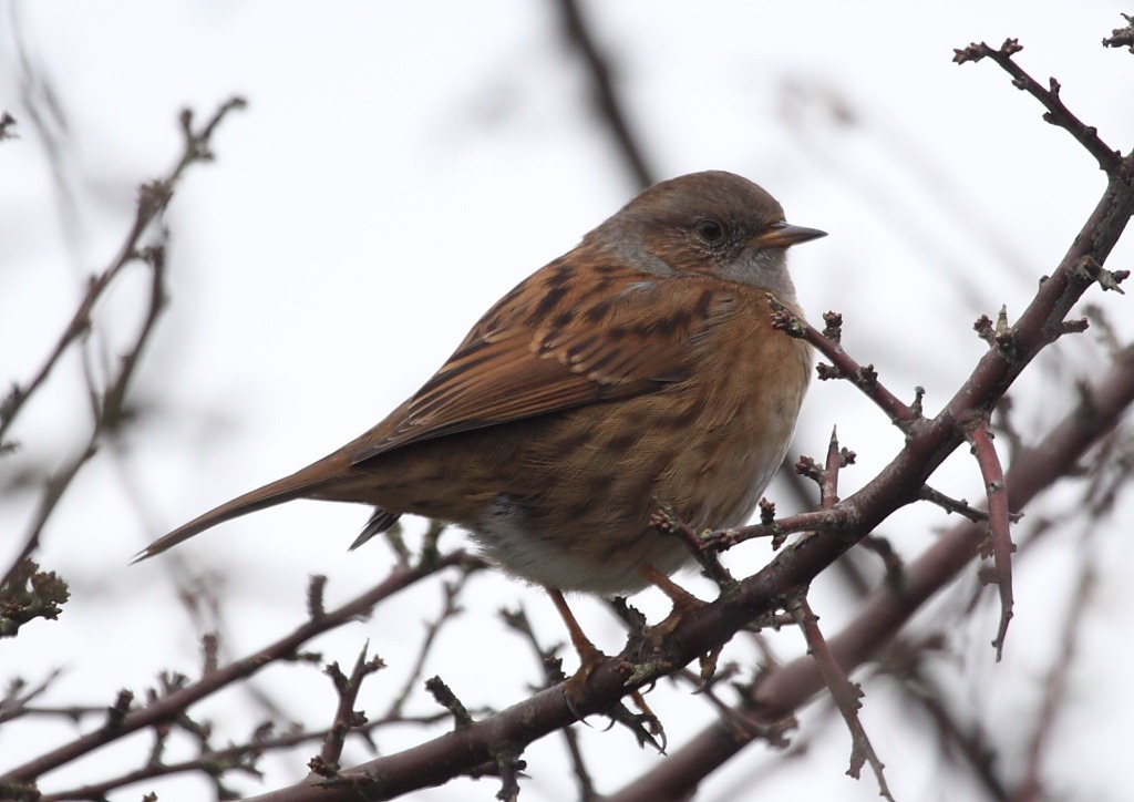 [dunnock[8].jpg]