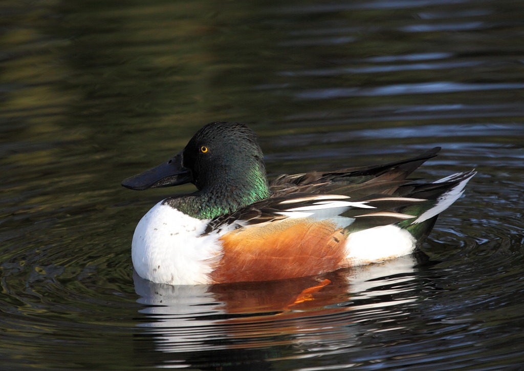 [shoveler2[3].jpg]