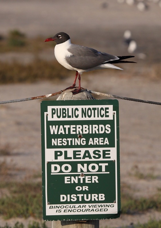[laughing_gull_colony_sign[3].jpg]