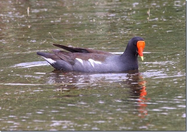 moorhen