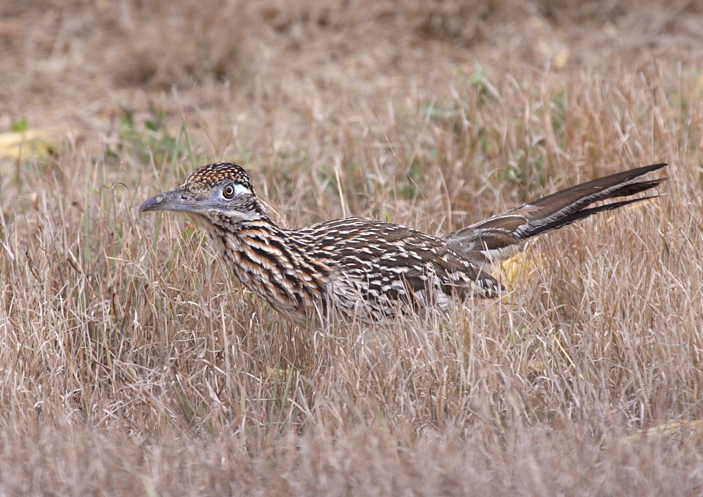 [roadrunner6[3].jpg]