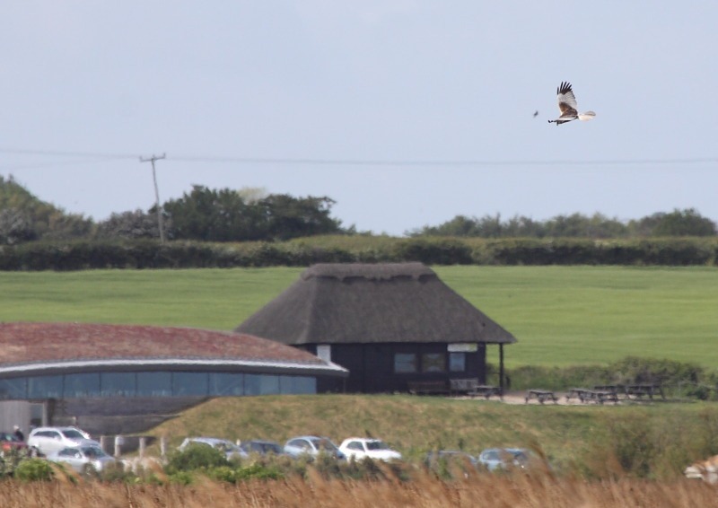 [marsh_harrier_cley[3].jpg]