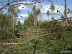 a blown down section of forest