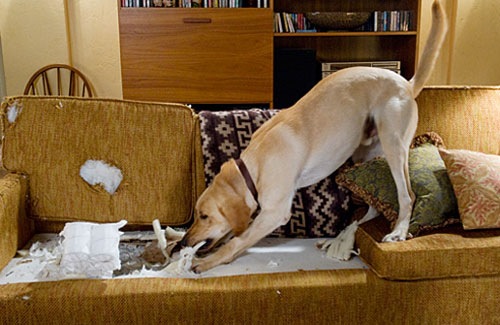 [MarleyCouch[4].jpg]