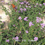 Lantana