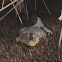 American crocodile