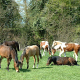 veulens2009 017.jpg