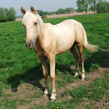 GoldoreZomer2011.jpg