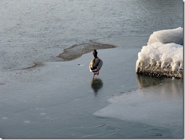Ente auf dem Eis
