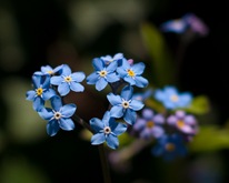 forgetmenotheart