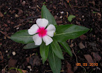 First mediterranean vinca bloom.