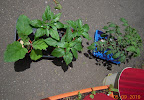 Hardening gretel eggplant, 3 diff peppers, 3 diff gift tomatoes.