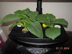 6/5 week bambino eggplant, topping up with Floramato now. Branchy. Raised lights to encourage them to stretch a bit.