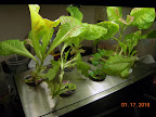 11 week mostly-KRC lettuce, 2 pods gone, another almost gone. Remaining KRC reddening from better light. Mint transferred in.