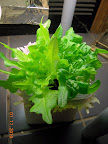 11 week heatwave lettuce.