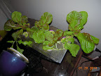 Mostly-KRC lettuce, lit by camera flash, when moved to 16W LED triband spot. Fairly red from pro100/seedling lights atm.
