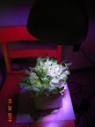 Green heatwave lettuce under triband 16W LED flood. Purplish, but plant is still green. Cool pinhole diffraction patterns below. :)