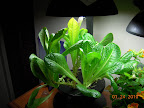 9 week romaines