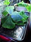 6 week cucino cukes. Still no flowers open, but dishtub one finally vining.