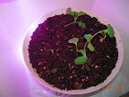 14 day greens LED side, after thinning. One spinach emerged today