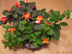 20 week mimulus, 10 week impatiens flipside. Ladybug living here now (lower right just above orange bloom)
