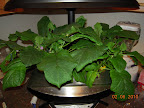 9/8 week bambino eggplant in bloom, probably 1 fruit set.