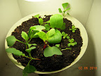 Note center radish stem already fattening / split. Lettuce leaves not doing too well - too hot/dry?