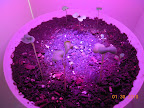 7 days, LED side greens. 4th radish appeared, lowered LED light - seedlings can lean in.