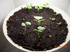 7 days, CFL side greens. 4th radish appeared.