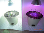 7 days: greens. Lowered LED light a bit - the plants can lean in.