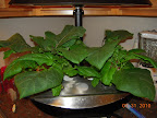 8/7 week bambino eggplants. Expect flowers open any day now.