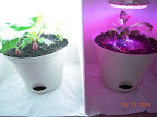 21 days greens pre-harvest